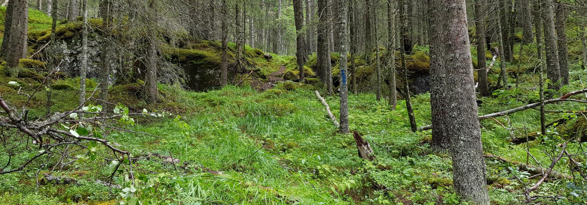 Onsdagssnerten: Eidskollen - Kremtopp 2026