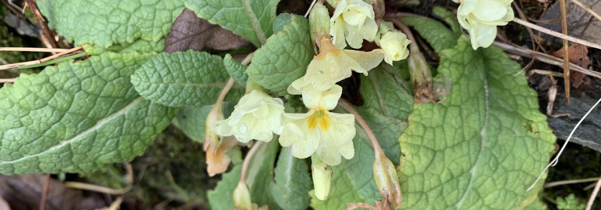 T2 Bjelland -Gullberg