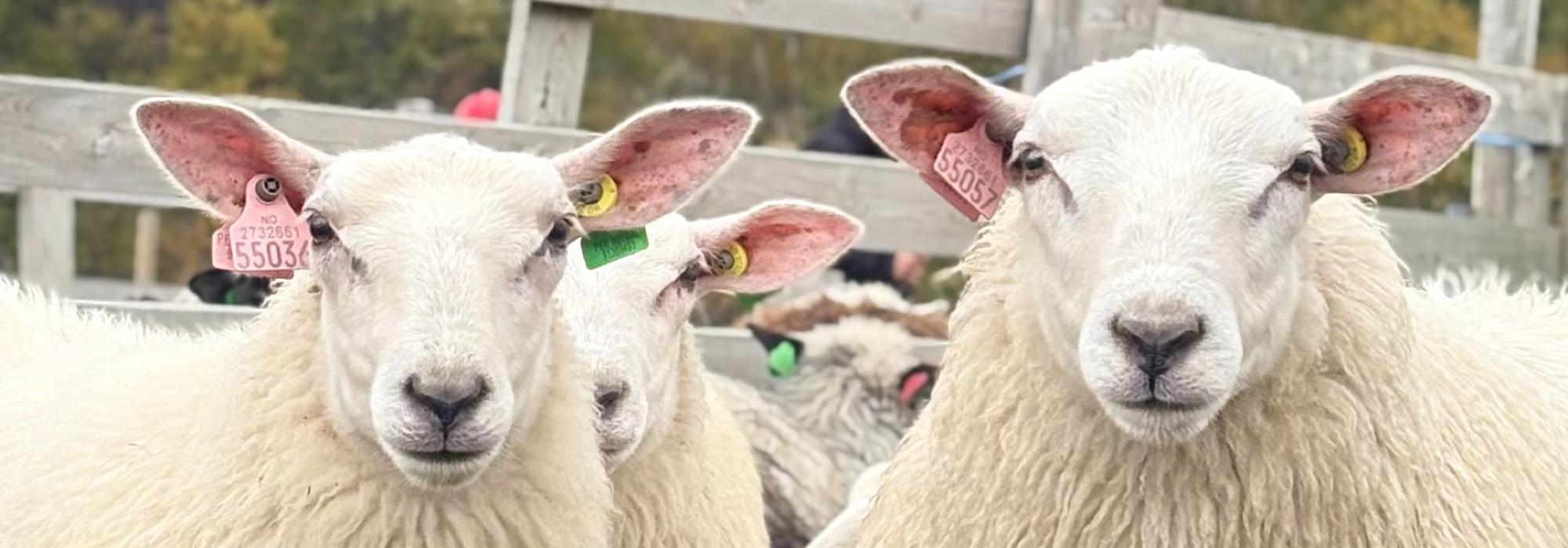 Bli med på sauesanking i Fyresdal!