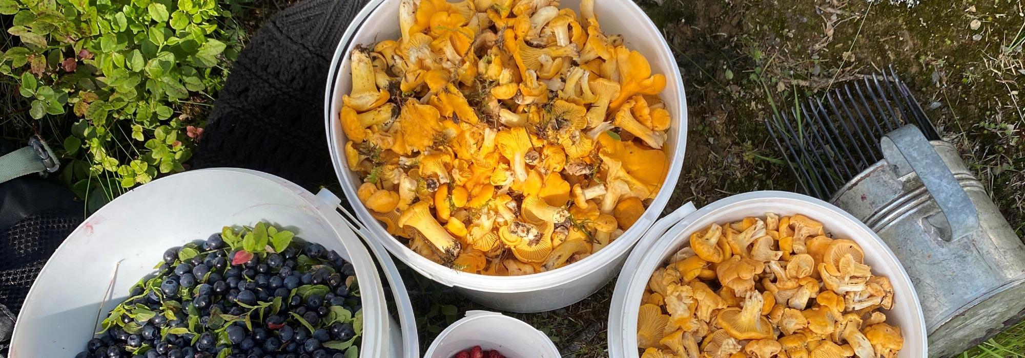 Sopptur på Harestua