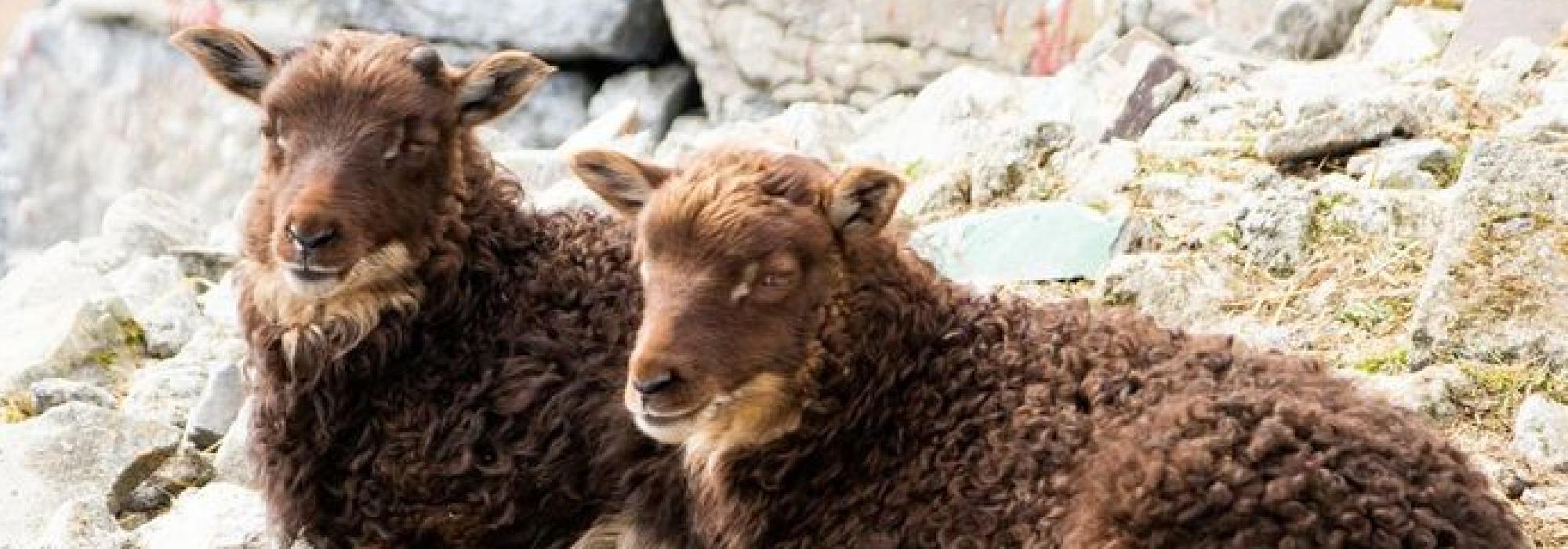 Gårdsbesøk på Heier gård