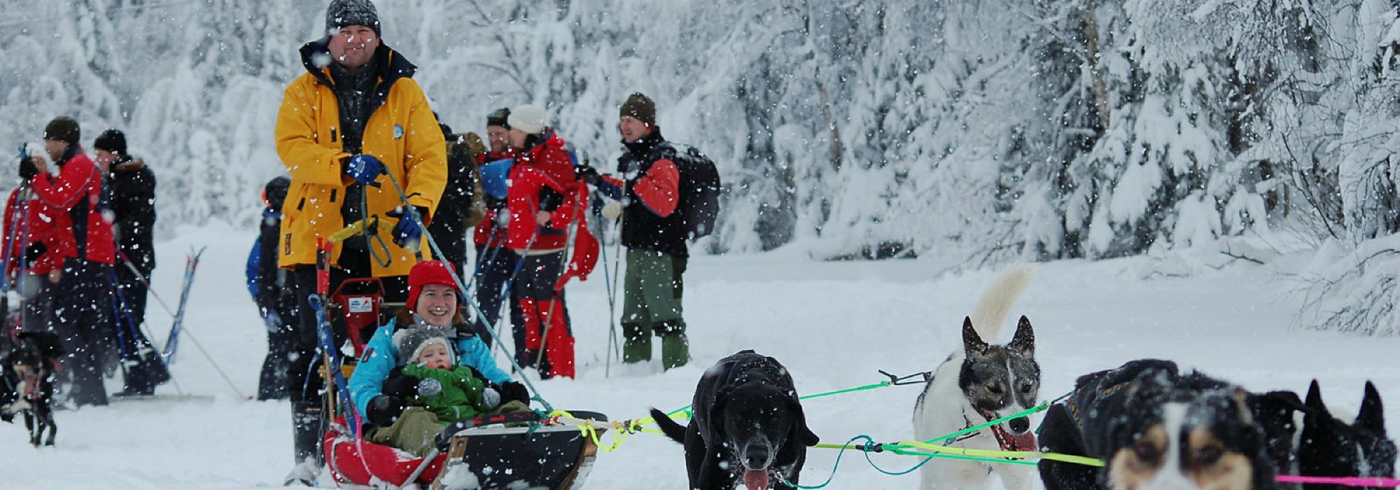 Hundekjøring med Trondheim Hundekjøring og Barnas Turlag Trondheim