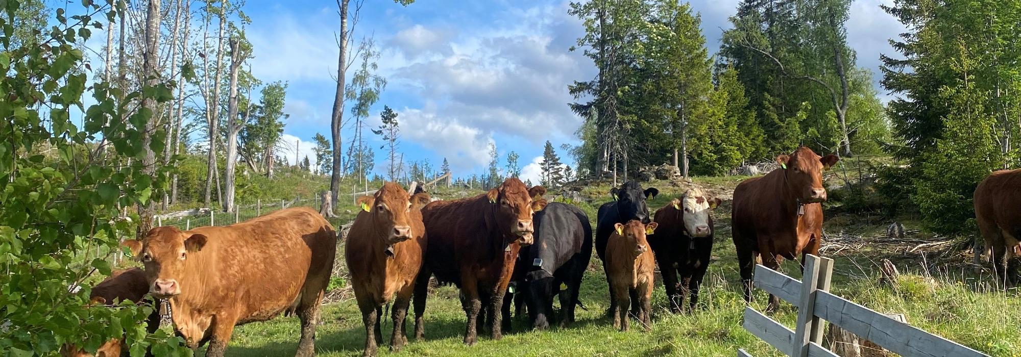 Utmarksbeitetur på Svea med Hadeland Bonde- og Småbrukarlag