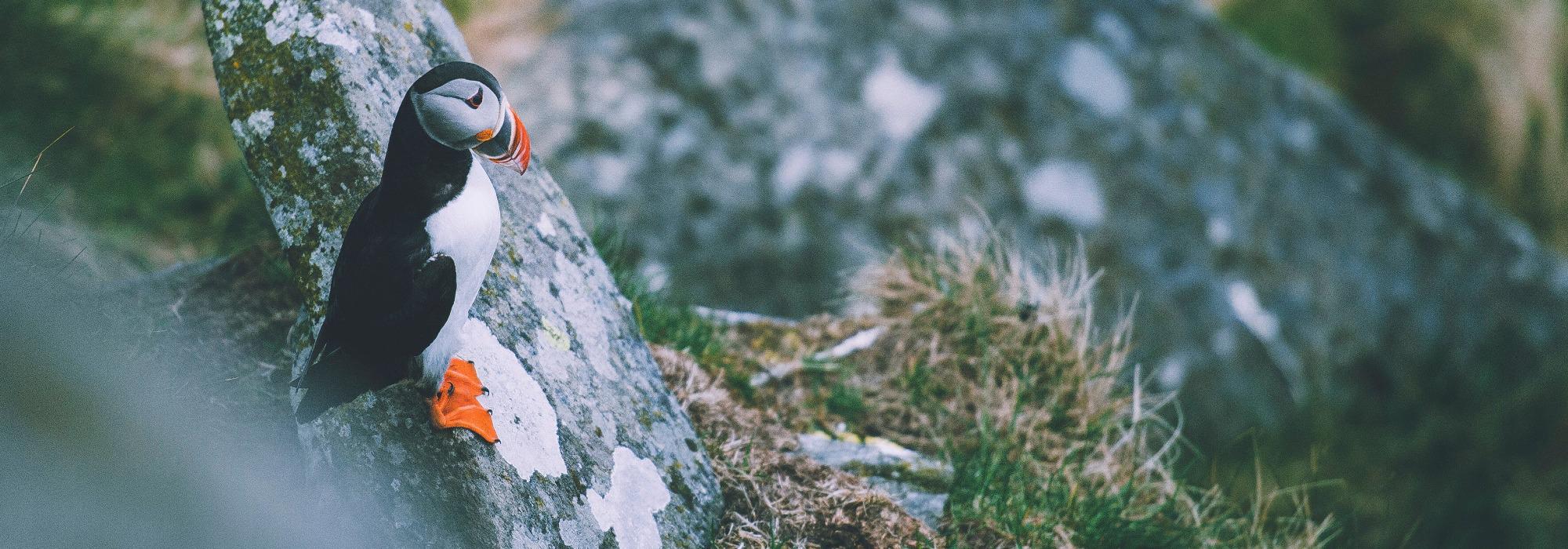 Hyttetur til Runde fyr (Unge voksne: 20-35 år)