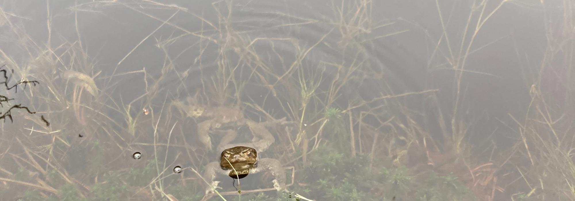 Paddetur i Rosendalsområde