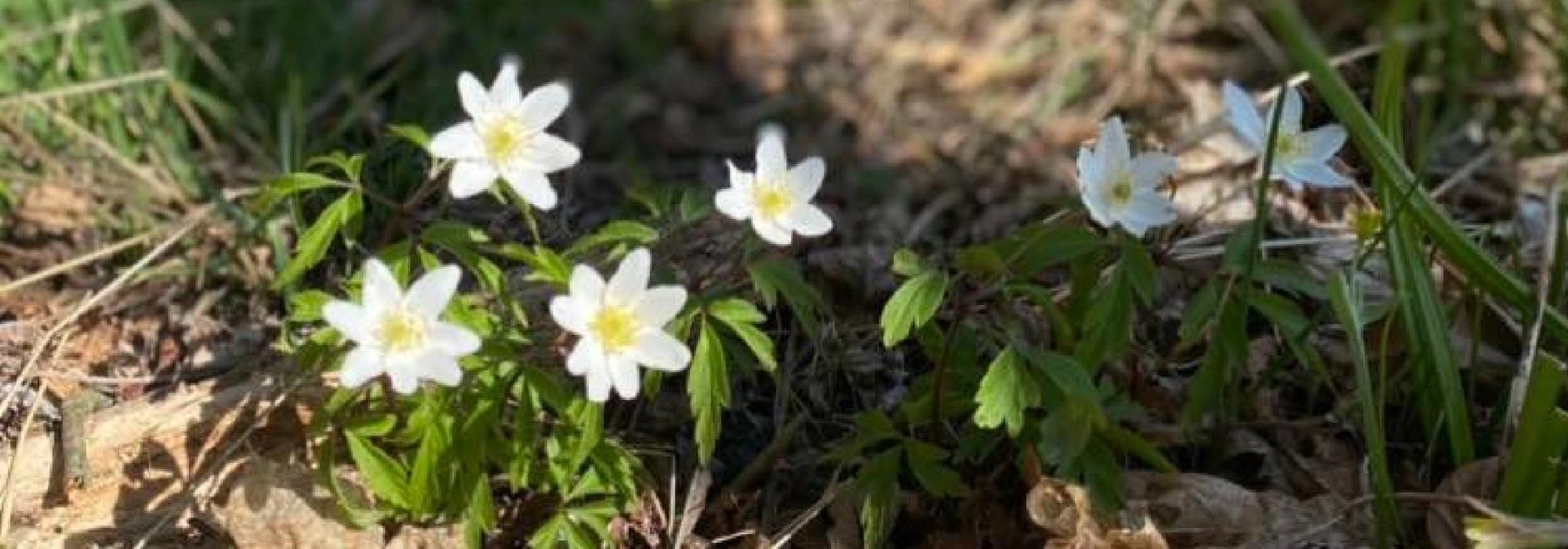 Påsketur - Tur til Armrosåsen i Svinndal, 2 påskedag
