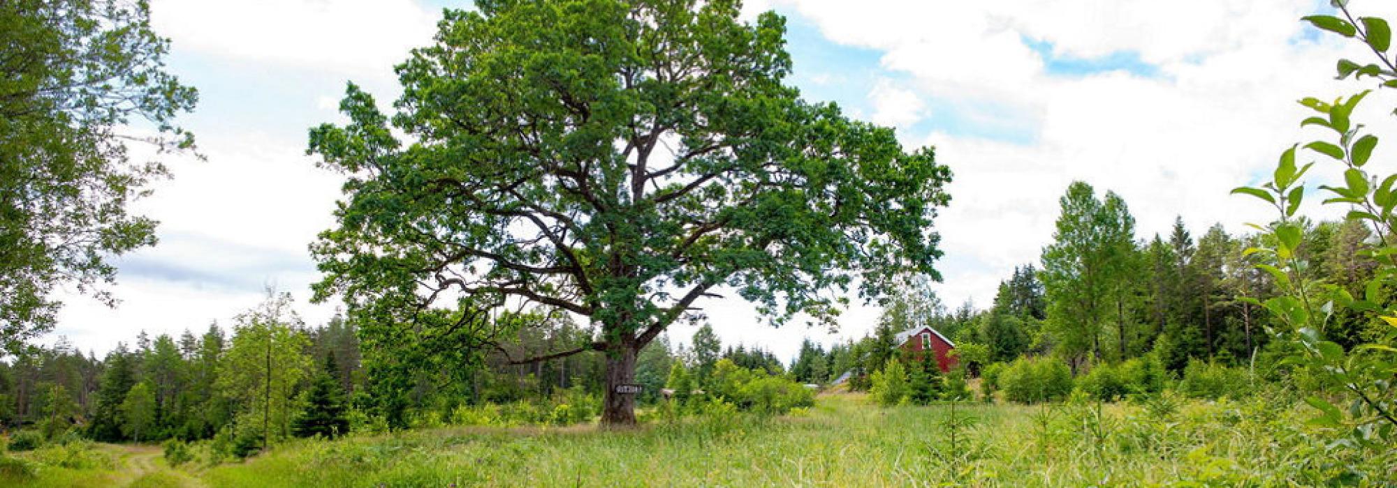 Øbysaga til Østtorphytta - Østtorpdagen - Tur og kultur