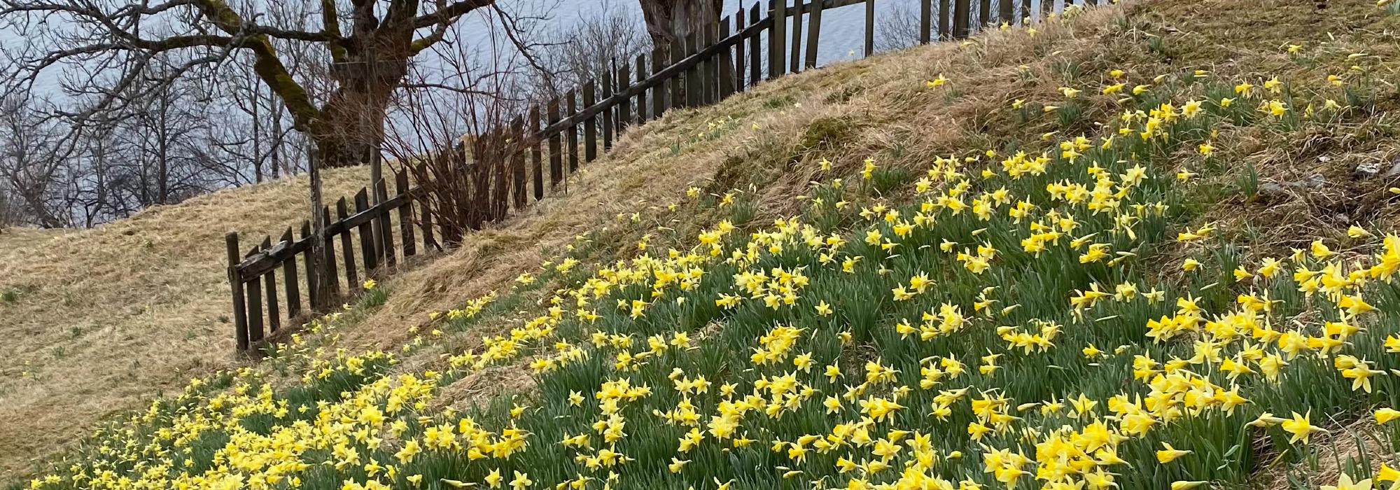 Påskeliljetur til Eitorn med Barnas Turlag Leikanger