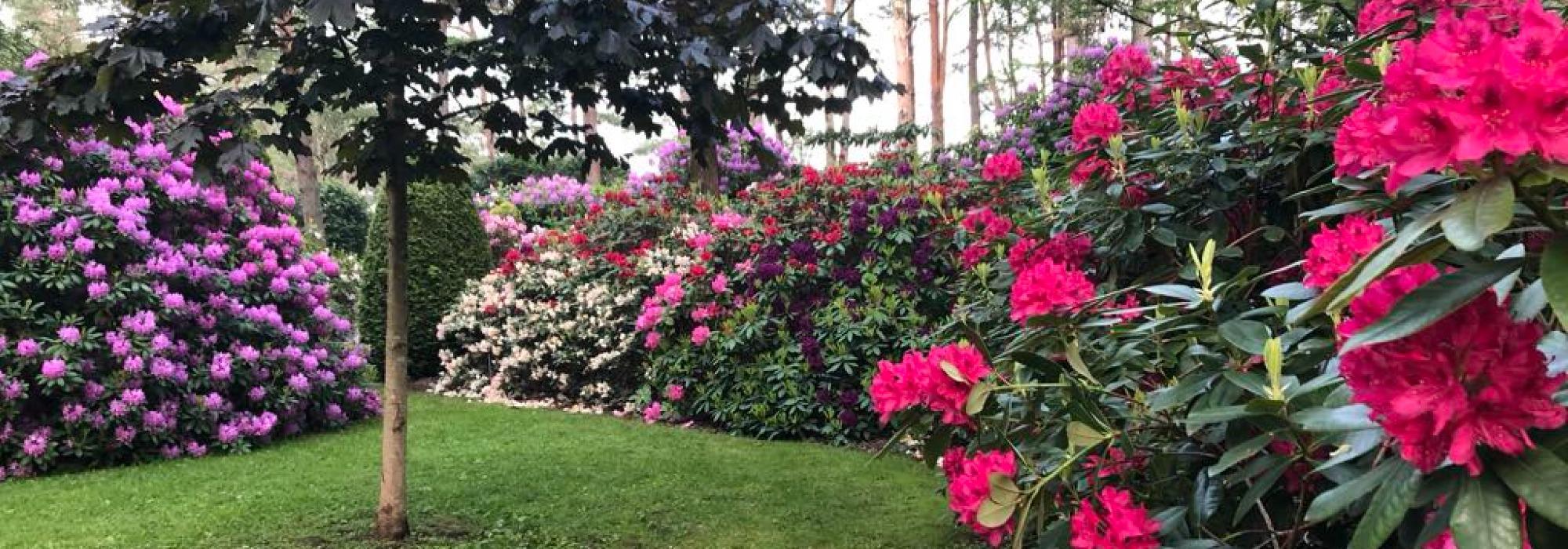 Havkajakk - Onsdagstur - Engelsviken, Rhododendronblomstring på Risholmen