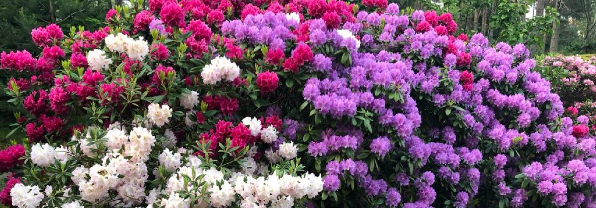 Havkajakk - Onsdagstur - Rosnes