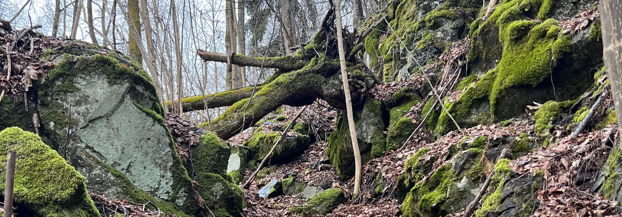 Rundttur - Eiklunden, Kaståsen, Mulvika og Almedalen