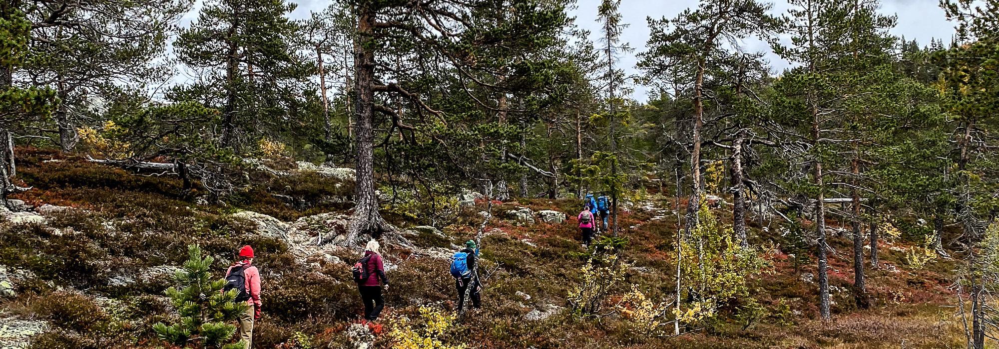 Lauvnatten - krigsminnesmerke i Hjartdal