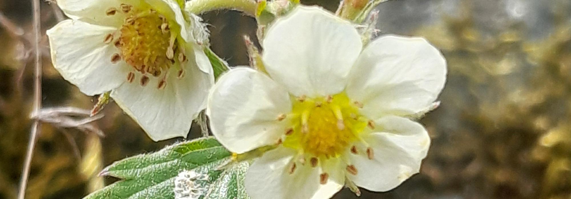 Blomstervandring ved Gamle Helvik br Naturreservat #Villblomstenenes dager