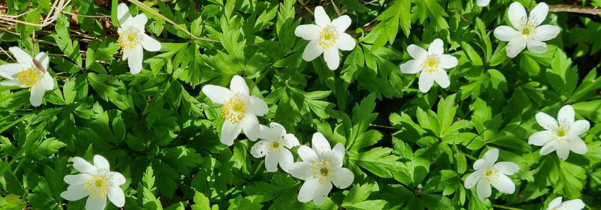 Hvitveistur i Røerskogen
