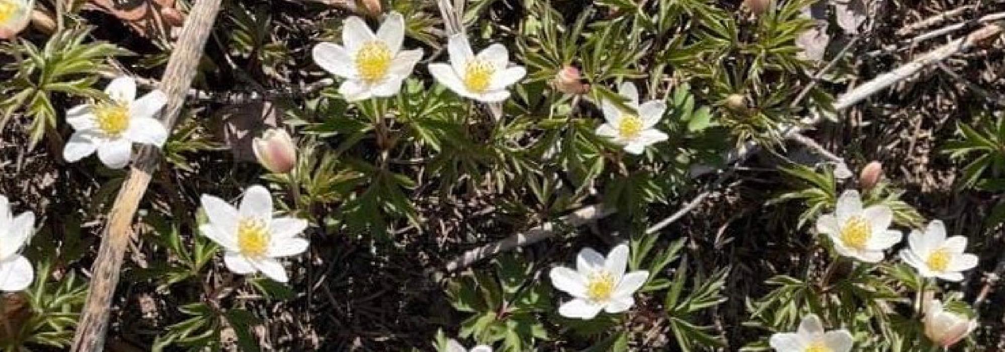 Mandagstur: Vårblomster og vårvekster Furuberget