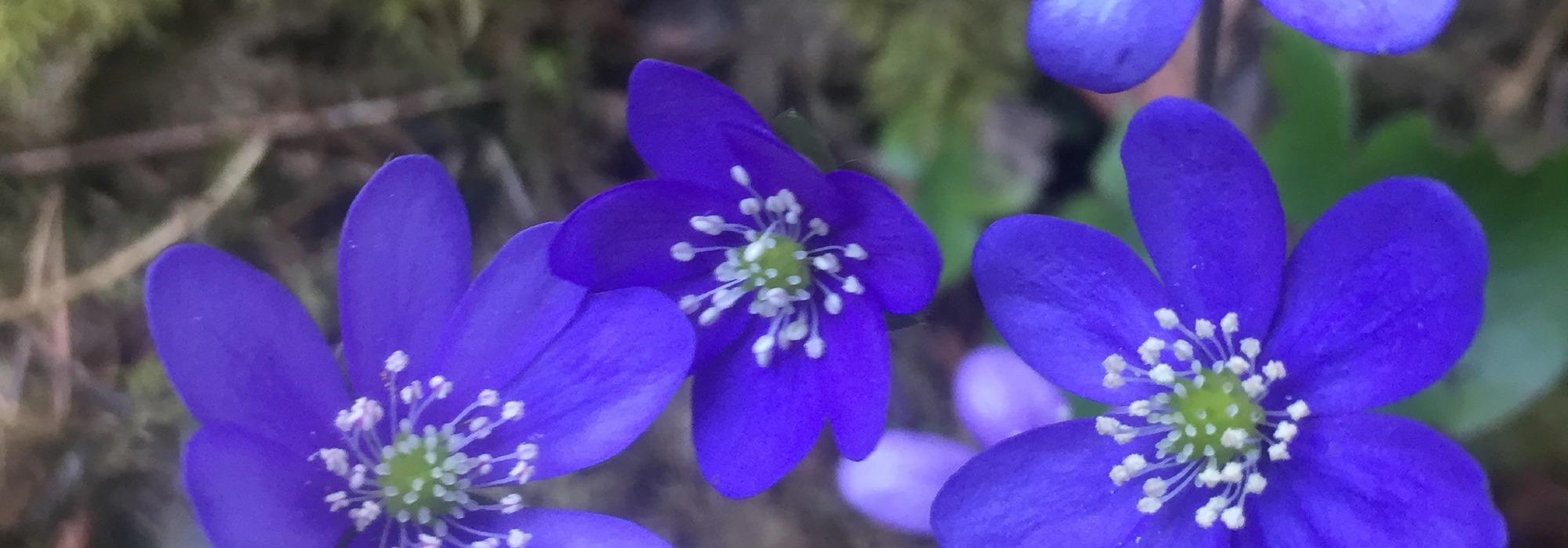 Mandagstur: Den Store Jessnesrunden