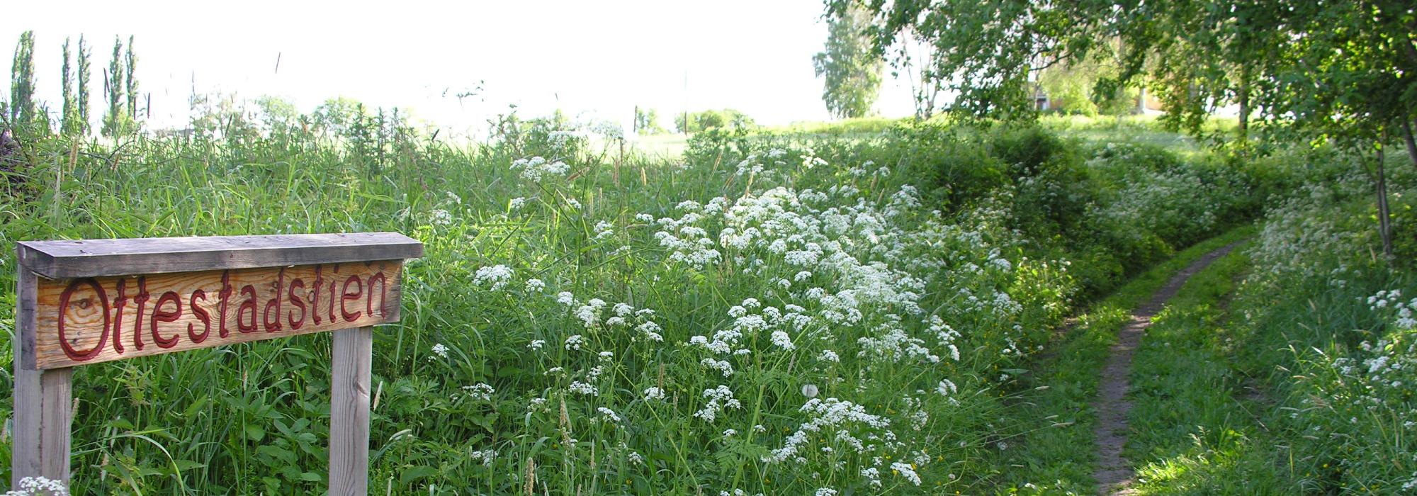 Internasjonal gåtur - Ottestadstien på årets første sommerdag