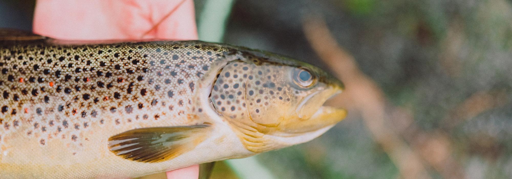 Fisketur til Øyungen og Rottungen med DNT Junior (12-16 år)