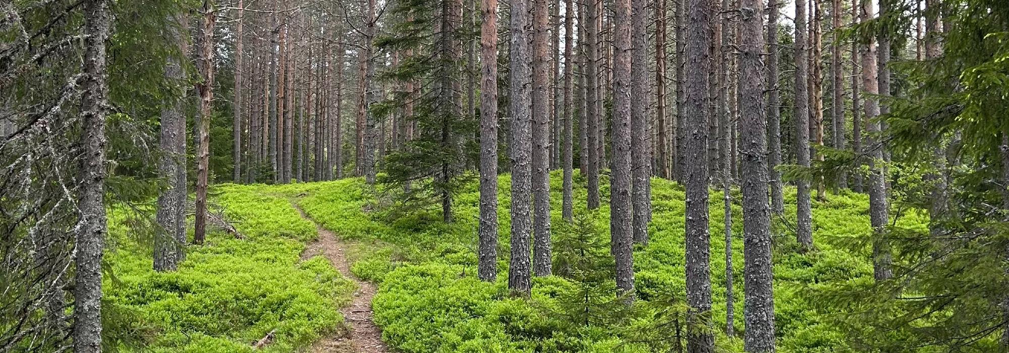 Tirsdagstrampen: Bygdeberget rundt (Åsbygda)