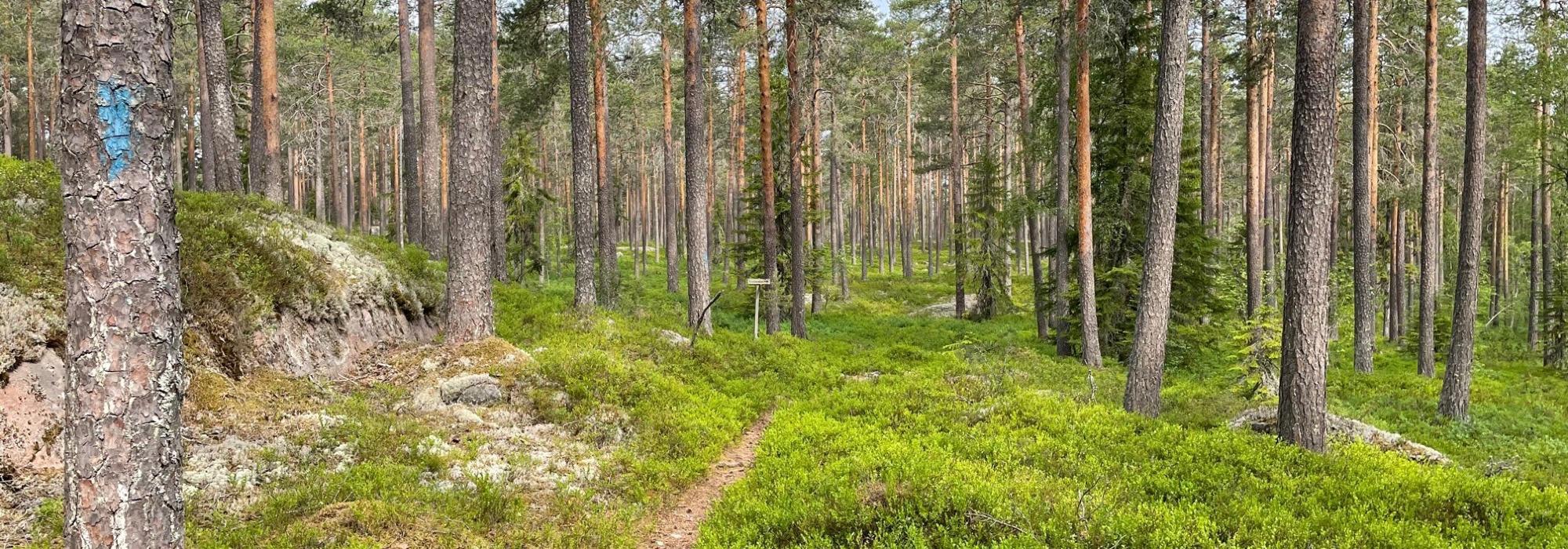 Tirsdagstrampen: Rundtur om Smalmyrkoia og Veenssetra.