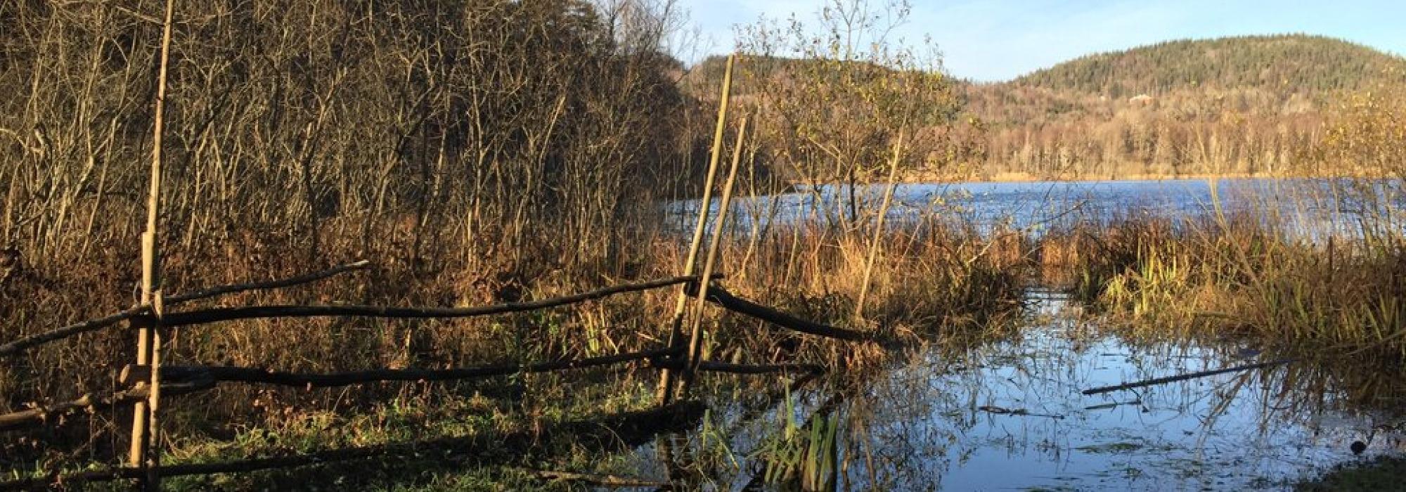 Lytt til fuglenes vårsang (med Vandregruppa)