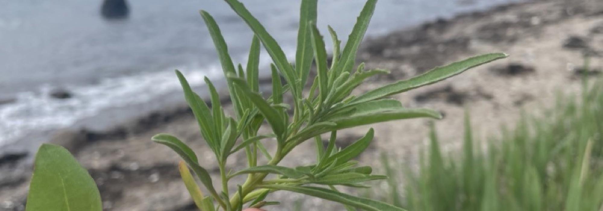 Nærtur - Bli med på tur og lær om nyttevekster i strandsonen