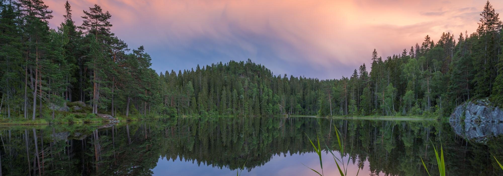 Vårtur inn i Østmarka nasjonalpark