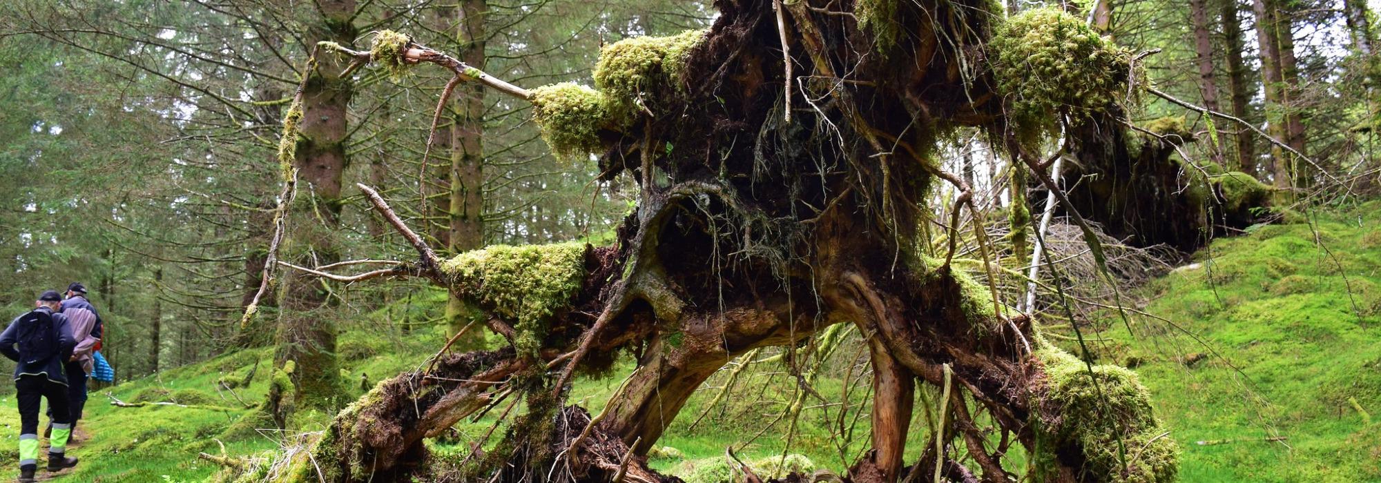 Seniortur frå Svenheim mot Røssland