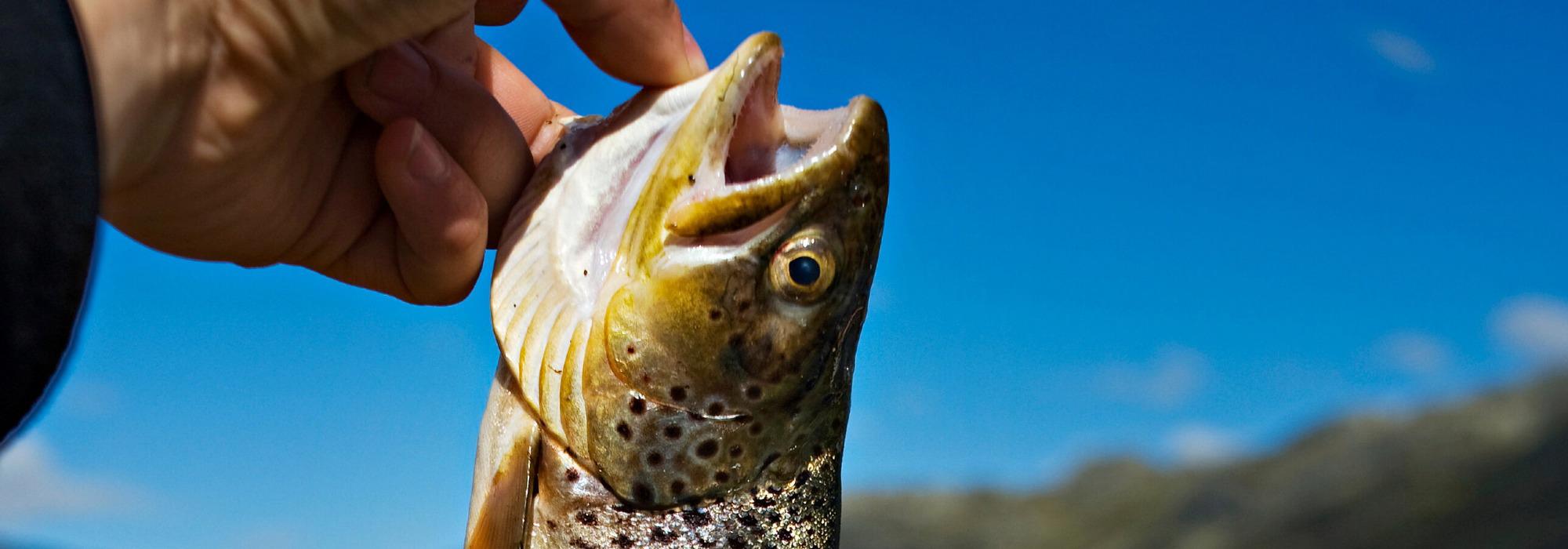 Fiskekonkurrense på Heggedalsvatnet med jakt og fiskelaget - DNT Ung