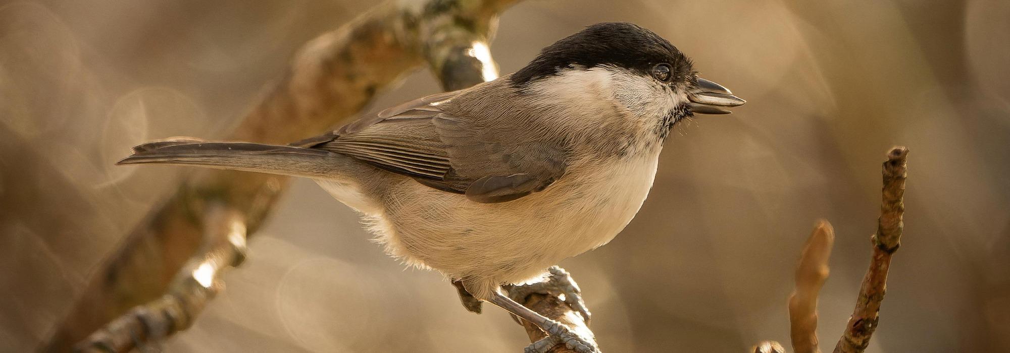 Fugletittetur - Barnas Turlag