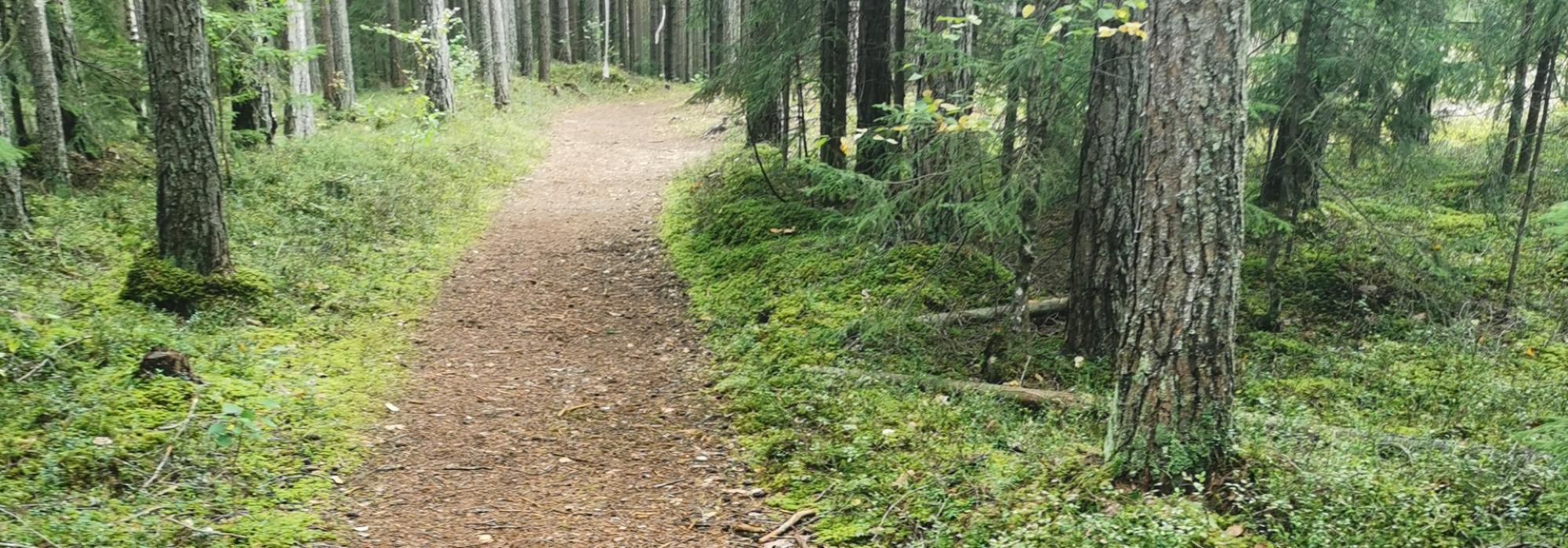 Formiddagstur Øyer -Rundtur i Huseskogen