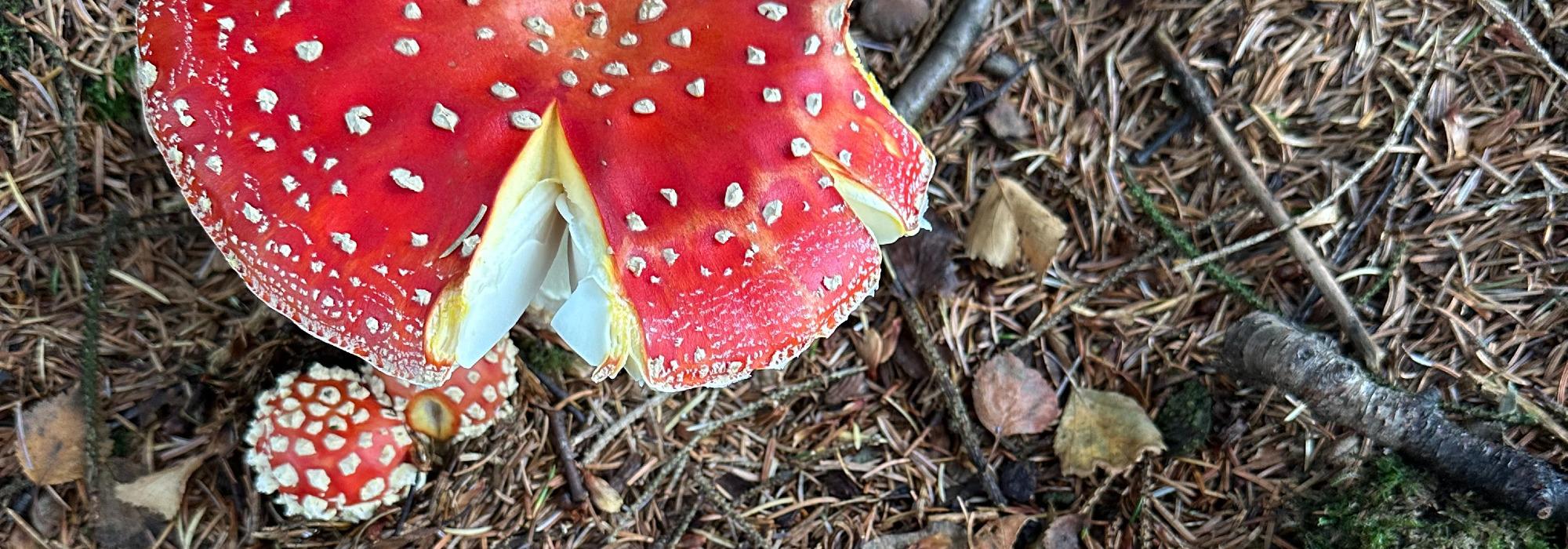 Kulturminneløypen i Våkendalen med Senior Bergen