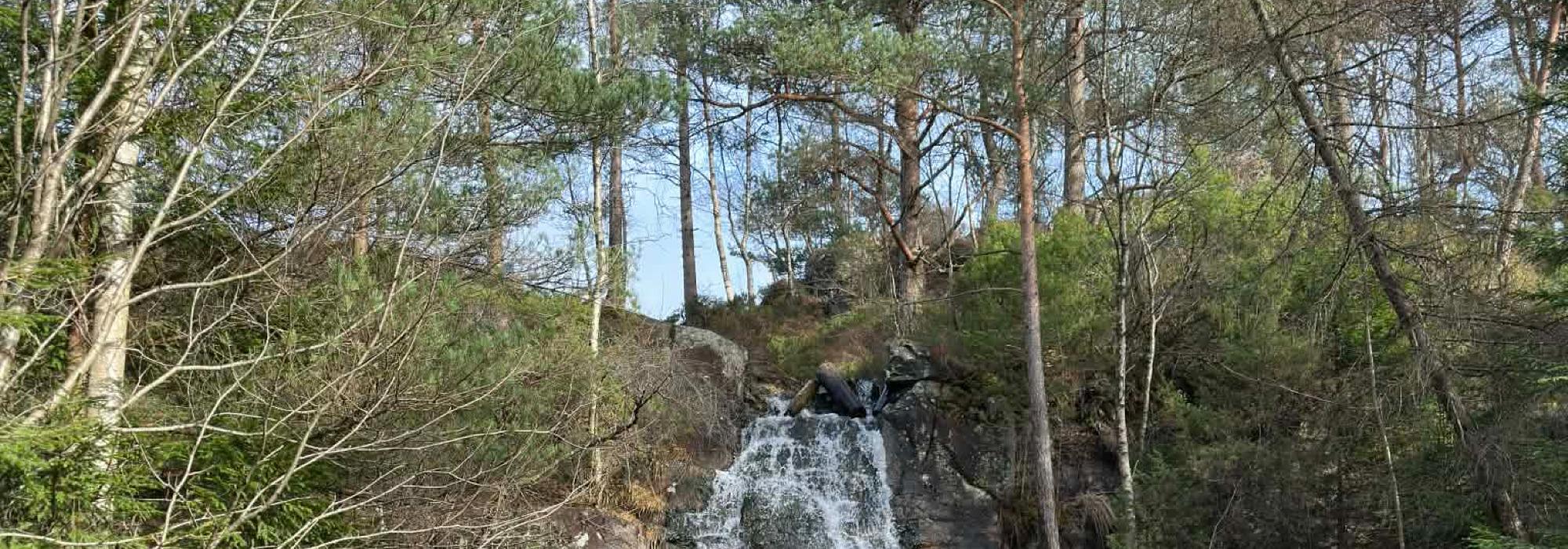 Kanadaskogen med språktreningsgruppen "Til Topps"