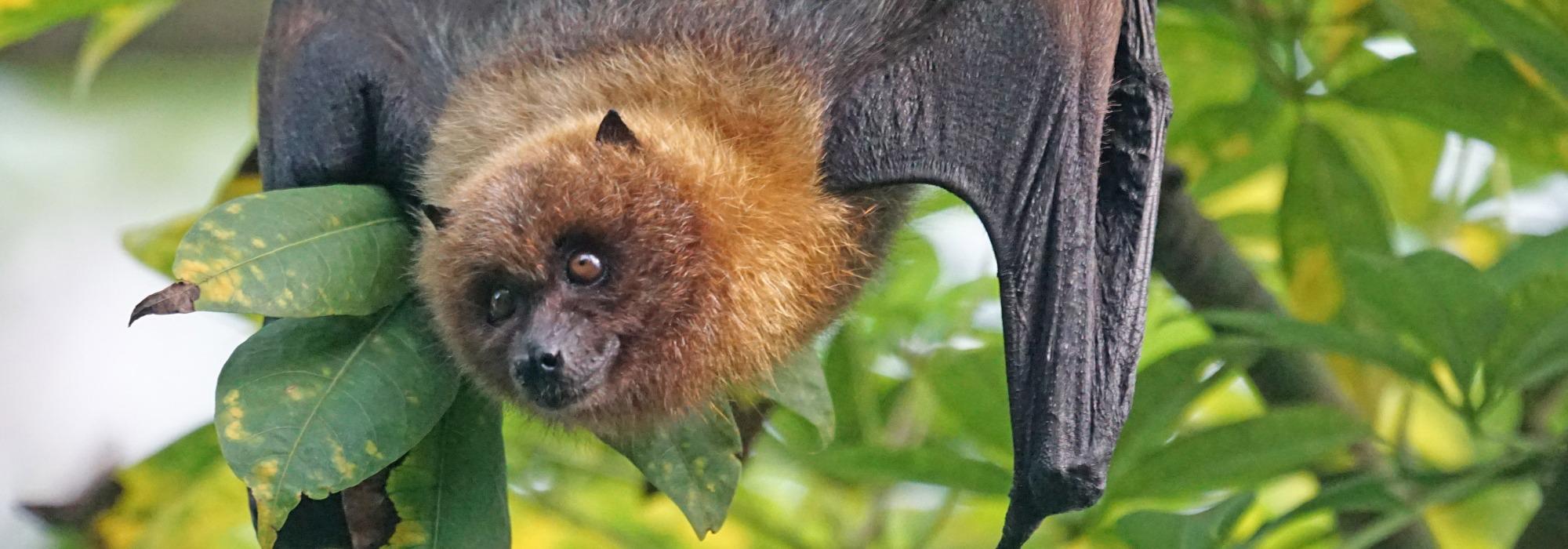 Nattens hemmelige helter – flaggermustur ved Sognsvann (fra 6 år) (BTn26)