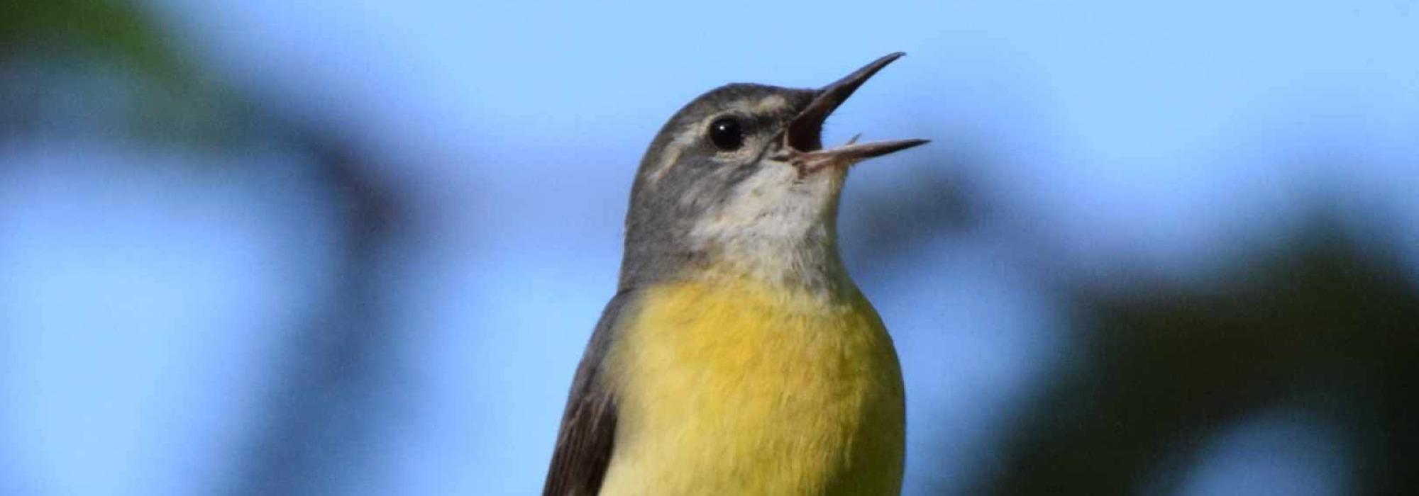 FUGLETUR I SAMARBEID MED BIRDLIFE NORGE