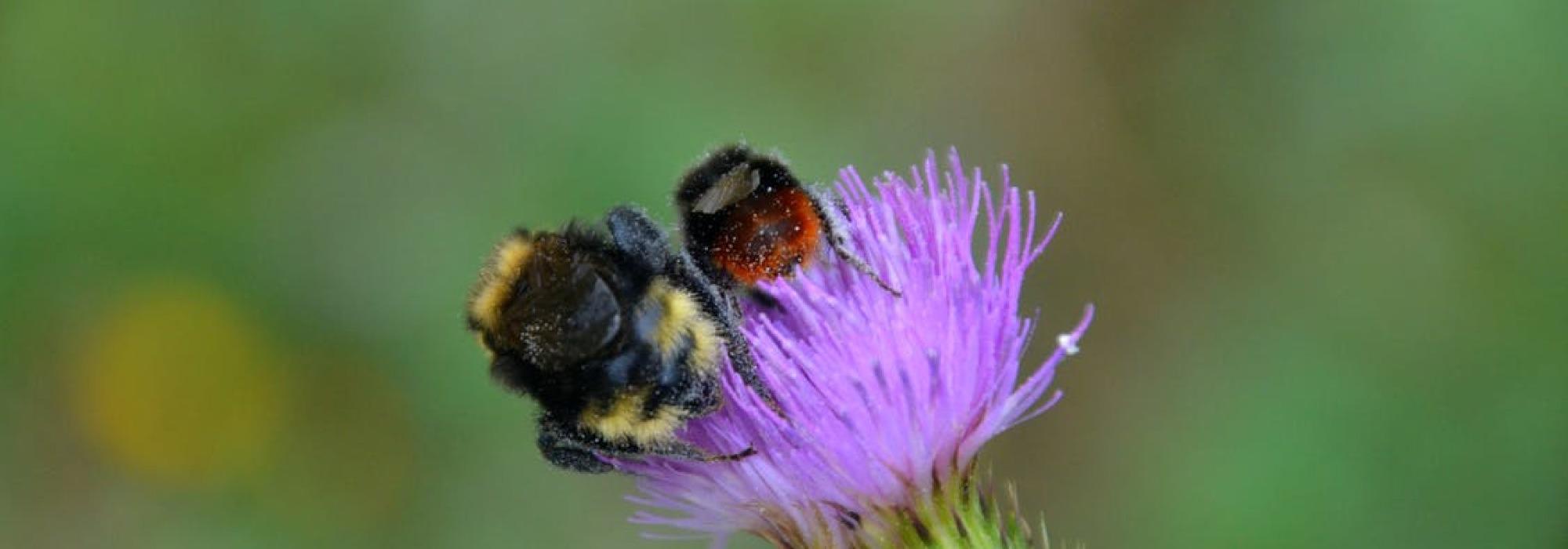 Den ville pollinatortellingen (DNT ung 16-25 år)