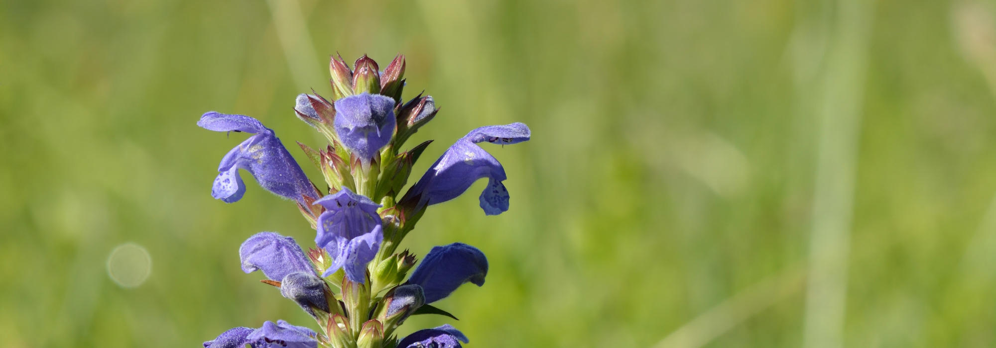 Blomstertur i Åsa