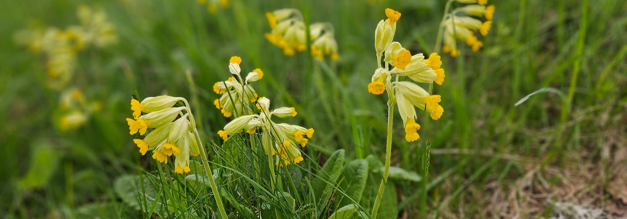 Villblomstens dag 13.juni