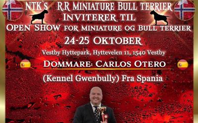 Openshow Miniature Bull & Bull terrier 2026