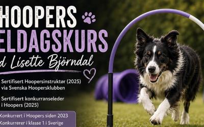 Hoopers-kurs Toten og Omegn Hundeklubb, Søndag 26.juli