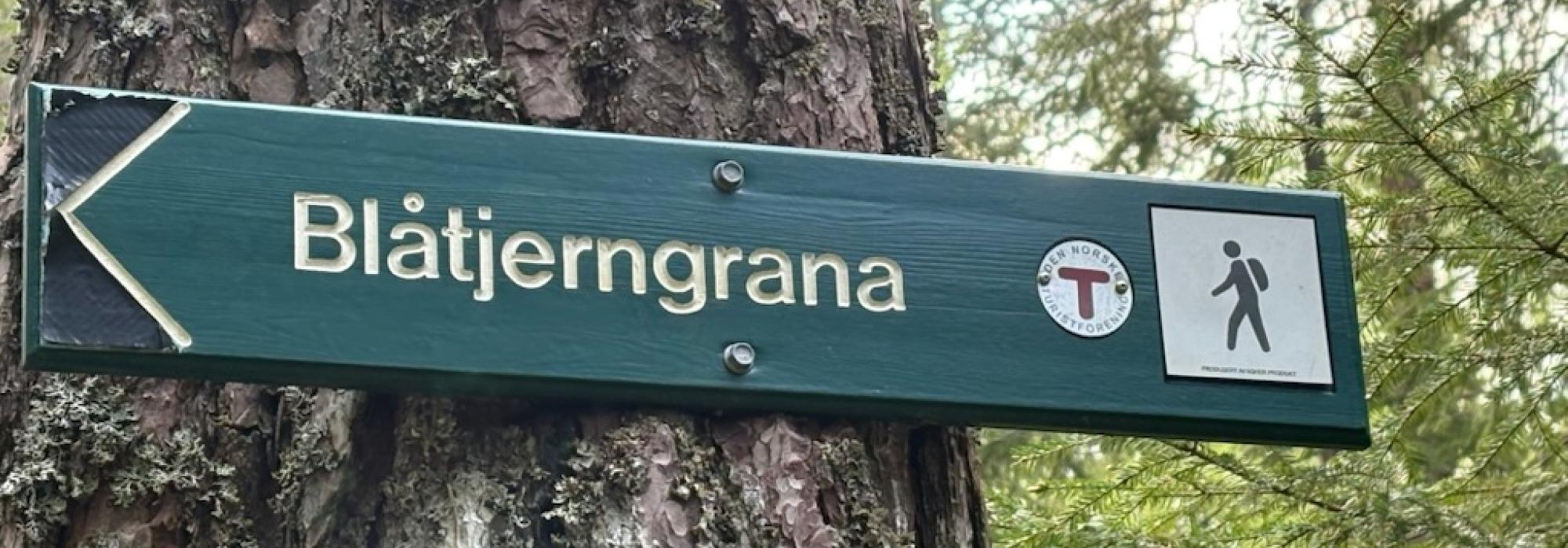 Onsdagstur Østby - Blåtjerngrana