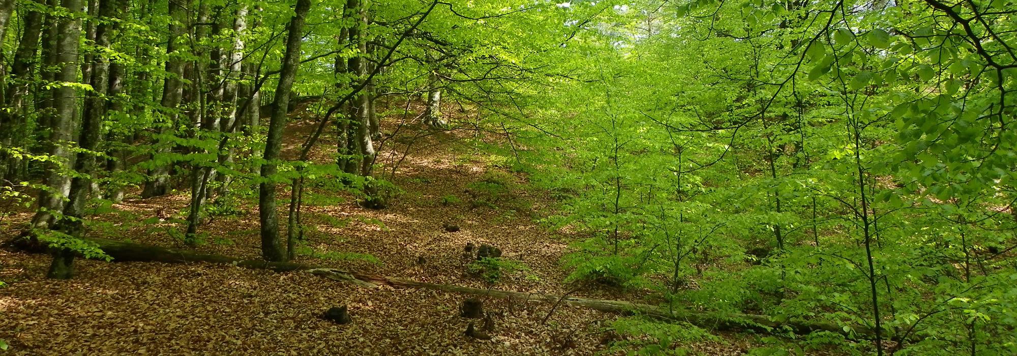 Skogens dag med Barnas Turlag Grimstad og FramTre