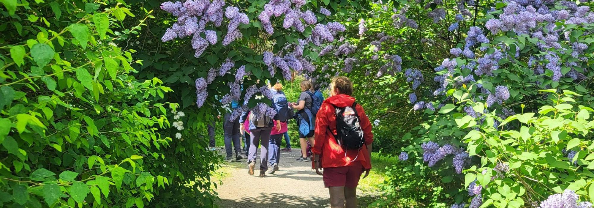 Mandagsturene 60+: Damåsen