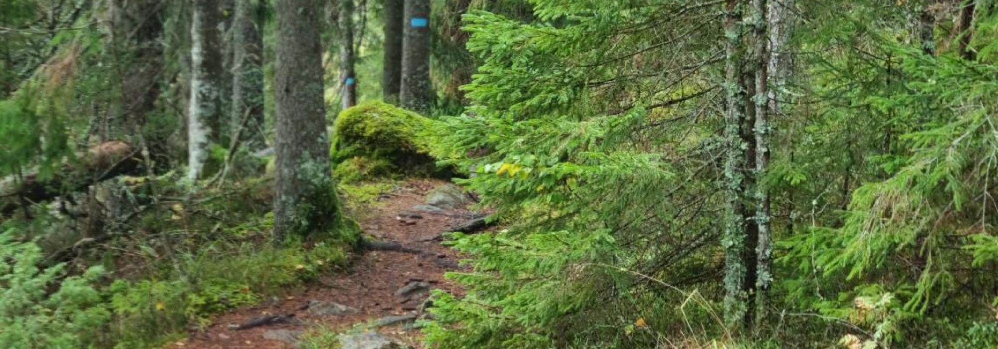Søndagstur rundt Haugerkollen