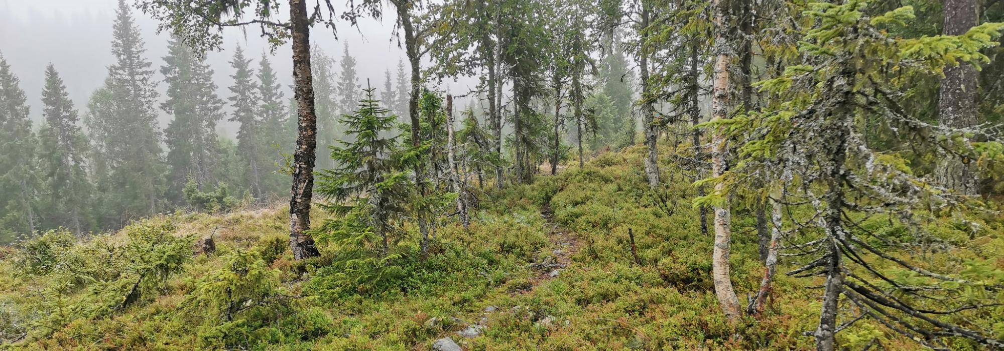 Formiddagstur Lillehammer - Tur i randsonen av Gropmarka