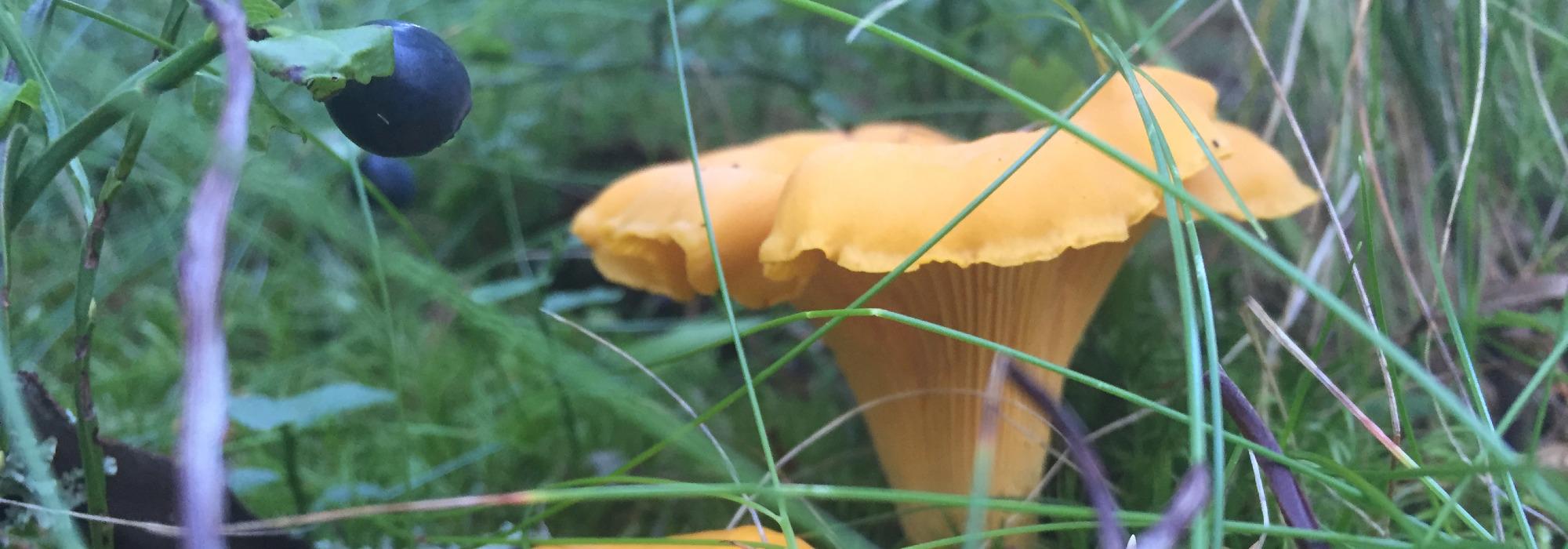 Barnas Turlag: Sopptur i Moskogen, Moelv