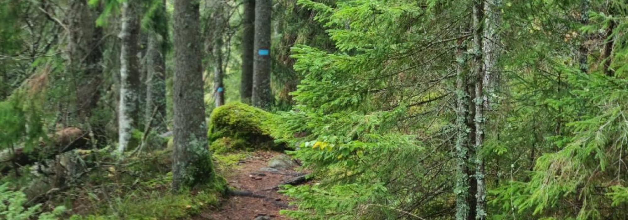 Tronfjellet på umerkede stier