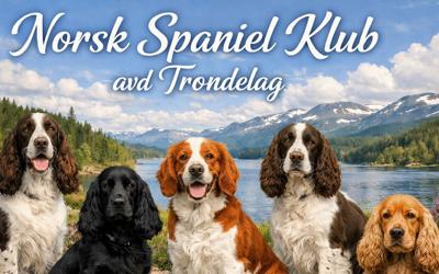 Kurs i spesialsøk