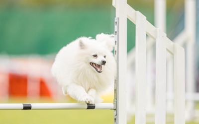 Blåbærstevne/barn og hund Asker hundeklubb