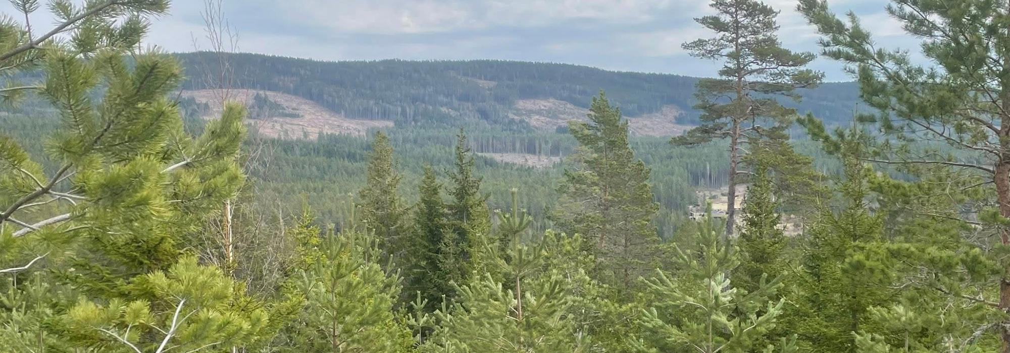 Aktiv i 100, DNT Odal:T/r Bunesvegen, Lønnsåsen, Luksusen